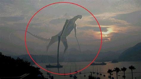 5 Mysterious Creatures Caught on Camera | Creatures, Old things, Weird creatures