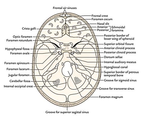 [Download 37+] 16+ Posterior Cranial Fossa Gif PNG