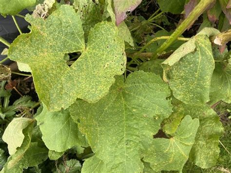 Rust Disease on Plants – How to Treat and Prevent