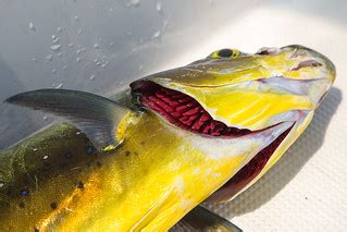 Fishing for Mahi-Mahi (Dorado, Dolphinfish) from sailing y… | Flickr