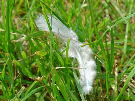 Feather | Forrest Gump, anyone? | Faruk Ateş | Flickr