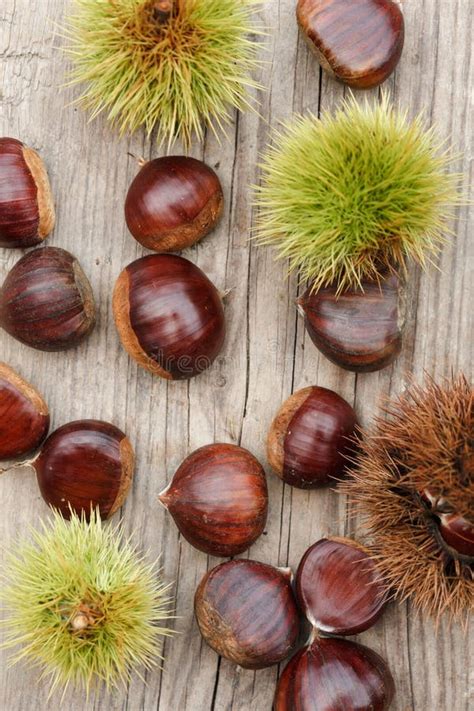 European chestnut tree stock image. Image of medium, people - 13442001