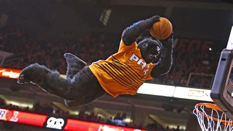 WATCH: Phoenix Suns Gorilla dives to Internet fame