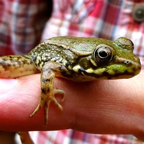 All About Frogs | Burke Museum