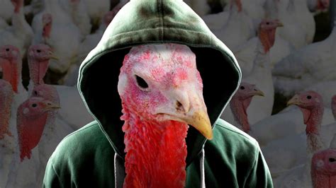 5 Wild Turkey Attack Videos That Might Make You Run For Your Life