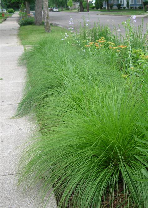 Sporobolus heterolepis Prairie Dropseed | Prairie Moon Nursery