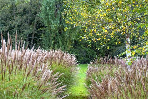 How prairie planting can transform your garden this summer