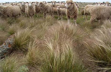 Impacts of Serrated Tussock