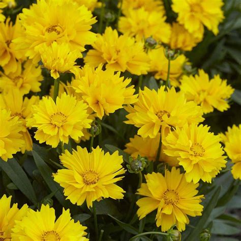 Coreopsis grandiflora 'Presto' seeds | Thompson & Morgan