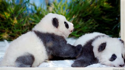 Berlin Zoo reveals names of panda twins – DW – 12/09/2019