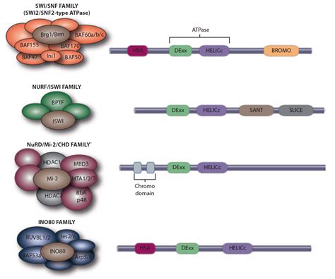 Chromatin remodeling