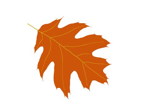 Free Picture Of Oak Leaves, Download Free Picture Of Oak Leaves png ...