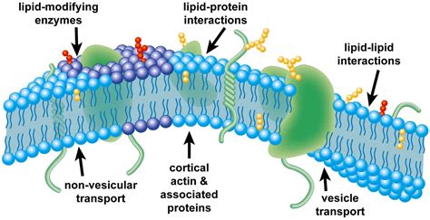 Our evolving view of plasma membrane domains