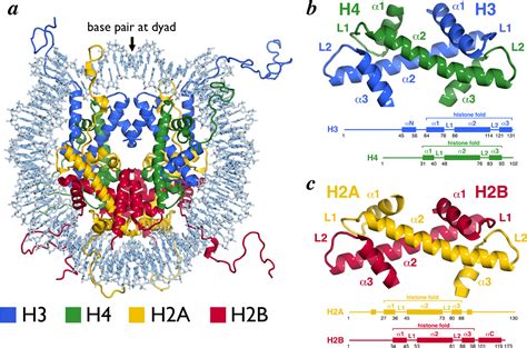 Histone Structure