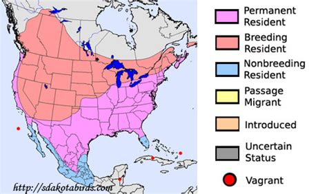 Brown-headed Cowbird - South Dakota Birds and Birding