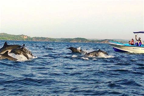 2024 Kalpitiya Whale Watching Tour (Colombo) - Tripadvisor