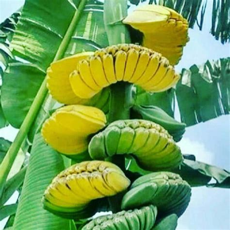 Banana Plants, Fruit Plants, Fruit Garden, Exotic Fruit, Tropical Fruits, Exotic Flowers, Fruit ...
