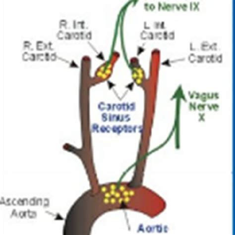 Location and innervations of arterial Baroreceptor | Download ...