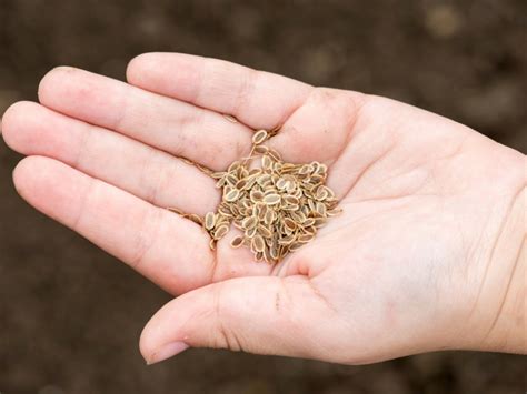 How To Save Seeds From Carrots