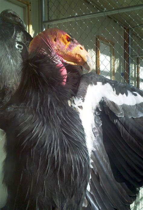 Egg-laying Season Starts at California Condor Breeding Sites | Local | magicvalley.com