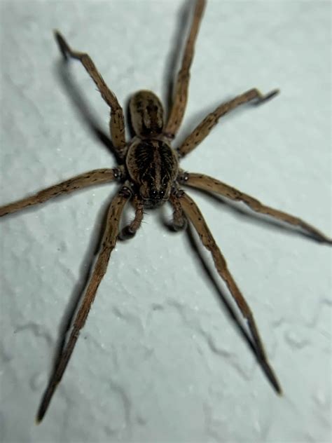 Wolf Spider at my house - Dave's Pest Control