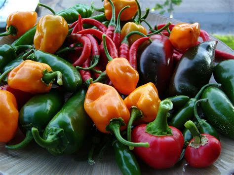 Fruit Or Vegetable? What Is A Chili Pepper? - PepperScale