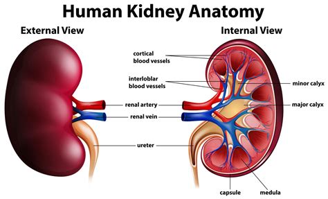 Diagrama que muestra la anatomía del riñón humano. 295196 Vector en Vecteezy