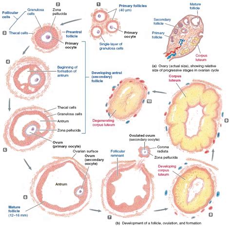 What is the meaning of antral follicle" Q. which of the following layers in an antral folicle is ...