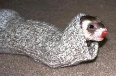 Ten Funny Pictures of Animals Wearing Socks