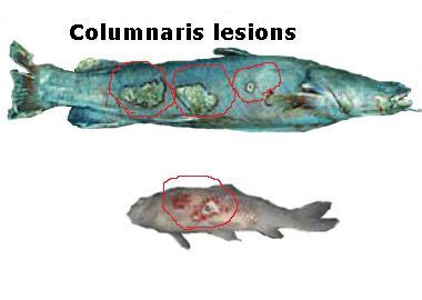 Fish Columnaris | Fungus & Saprolegnia | Treatment & Prevention | Prevention, Treatment, Fish