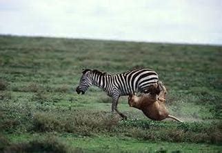 Predators & Threats - Zebra