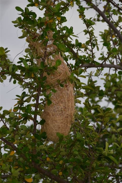 Yellow Oriole Bird Nest stock photo. Image of feeding - 244293198