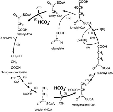 Acetyl Coa Carboxylase Reaction