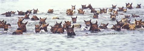 Photo of the Day - Annual Chincoteague Island Pony Swim - Good News Network