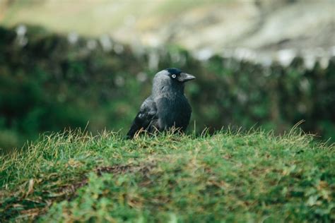 Jackdaw Symbolism & Meaning (+ Totem, Spirit, & Omens) | World Birds