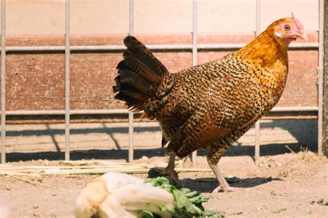 Hamburg Chicken - Breed Profile - Backyard Poultry