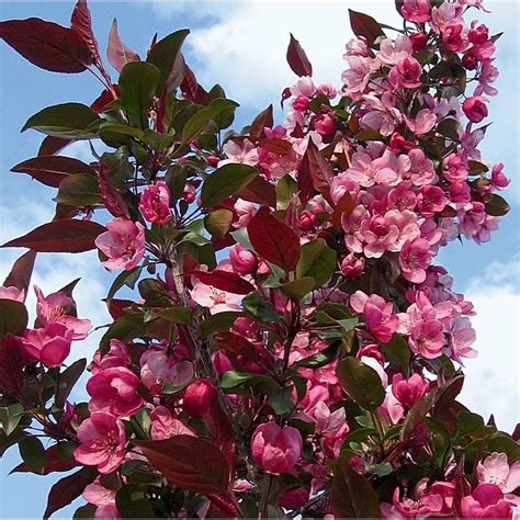 3.64-Gallon Pink Cranberry Lace Crabapple Flowering Tree in Pot (L27243 ...