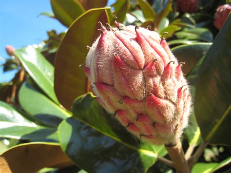 Magnolia fruit | Hey Nate, is this edible? | mollyali | Flickr