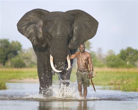 What a life ~ African Elephant & Mahout : pics