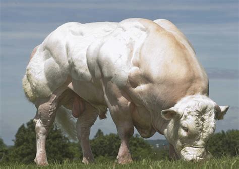 Belgian Blue Cattle Muscle