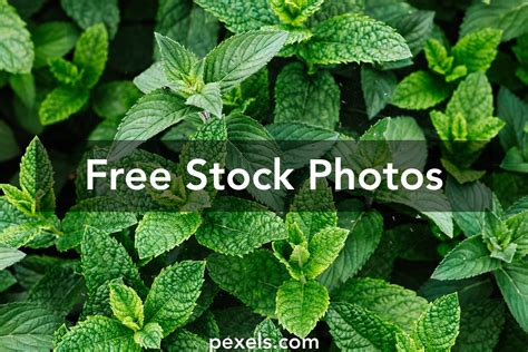 Peppermint Plant Photos, Download The BEST Free Peppermint Plant Stock ...