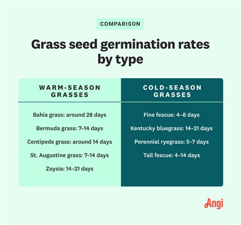 How Long Does It Take for Grass Seed to Grow?