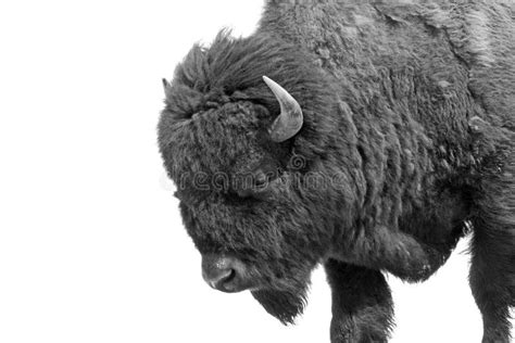 American Bison (Bison Bison) Stock Photo - Image of black, american: 12692214