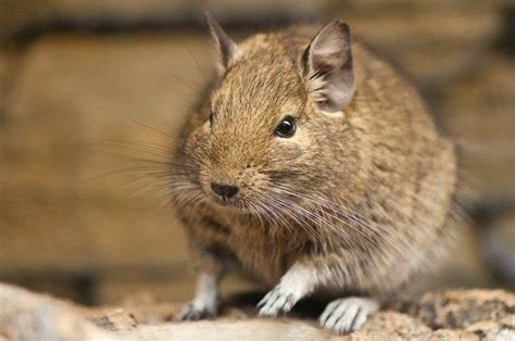 Descubren al degú, una especie de ratón que se creía extinto en Isla ...