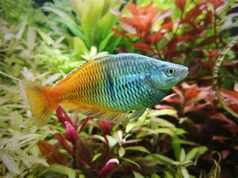 Rainbow fish: Complete Care Guide - Setup Fish Tank