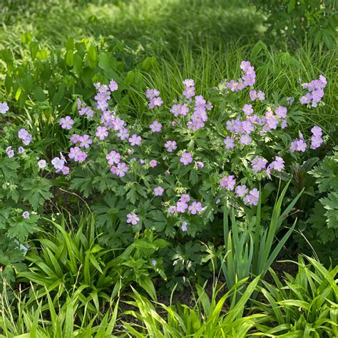 Geranium maculatum - Midwest Groundcovers, LLC