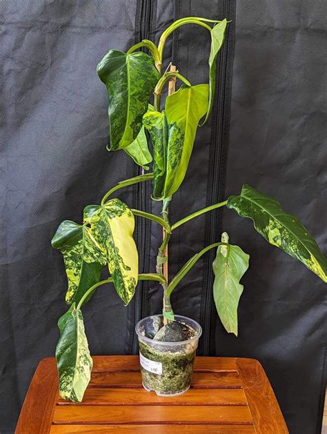 Philodendron Variegated Domesticum - Etsy