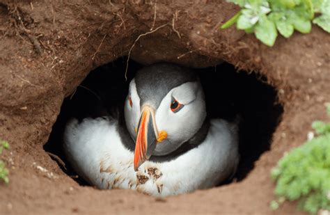 Digging Deep - Meet The Burrowing Animals That Rule Beneath The Surface ...