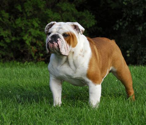 Are English Bulldogs Healthier