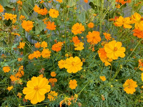 Organic Cosmos Flower Seeds Seeds: Non-GMO, Certified Organic Heirloom ...